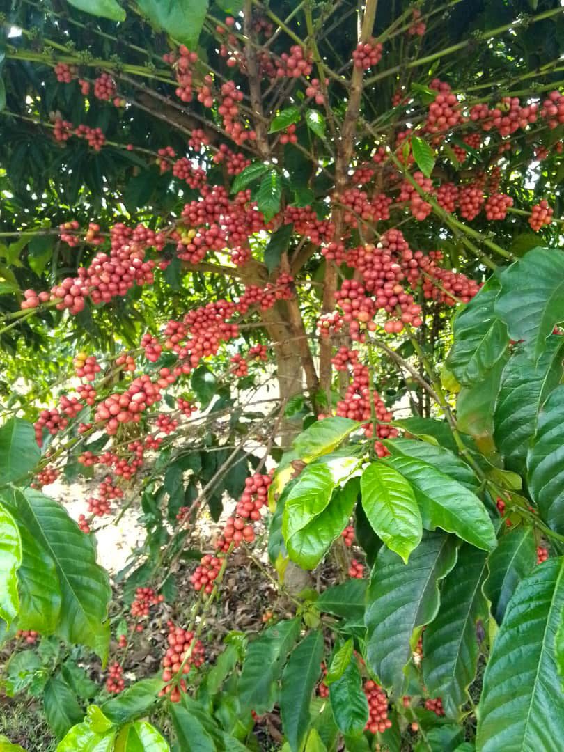 Coffee tree heavy with ripe red cherries. Photo: Cafe Imports