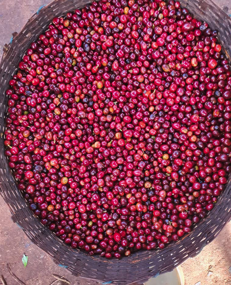 Freshly picked red coffee cherries in a woven basket. Photo: Cafe Imports