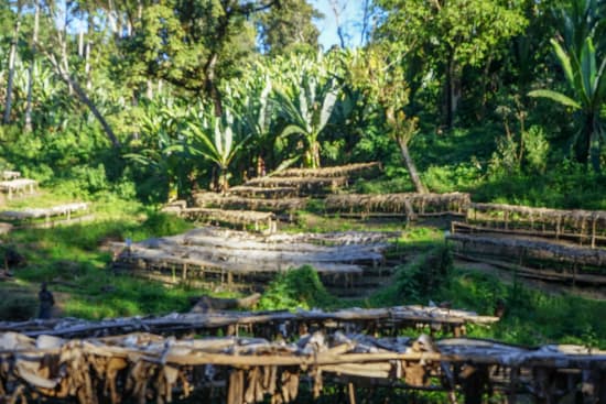 Raised drying beds among ensete plants at an Ethiopian washing station. Photo: Cafe Imports
