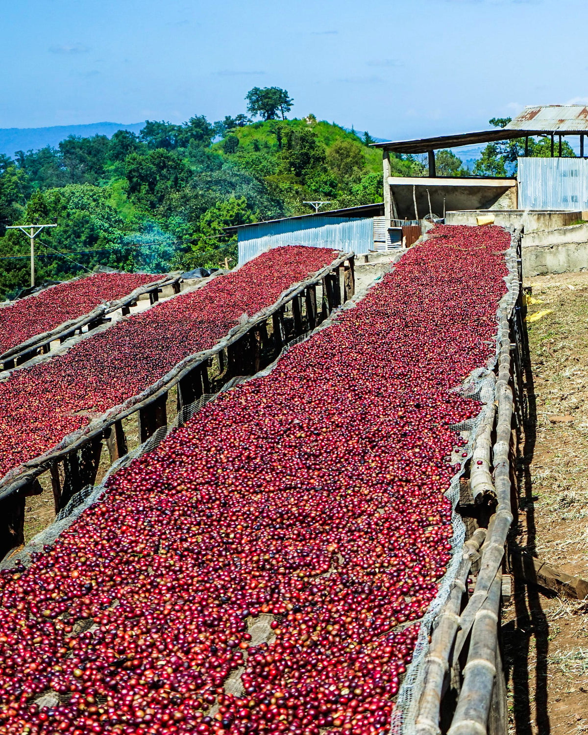 Coffee cherries drying on raised beds at an Ethiopian mill. Photo: Cafe Imports