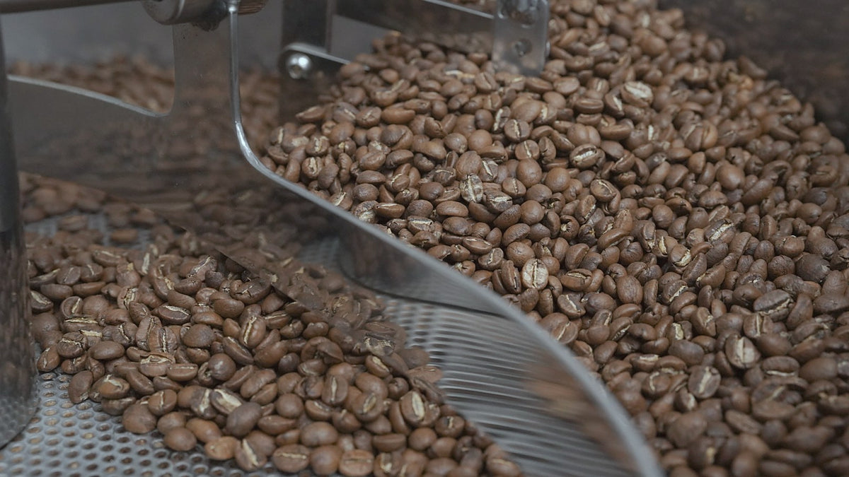 Freshly roasted coffee beans turning in the cooling tray